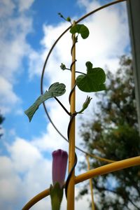 Low angle view of flower buds growing against sky