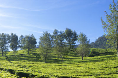 Trees on field against sky