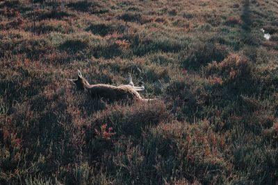 Side view of an animal on land