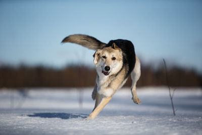 Dog running in snow