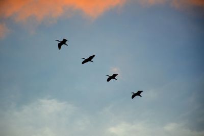 Low angle view of birds flying in sky