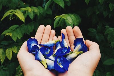 Close-up of hand holding leaves