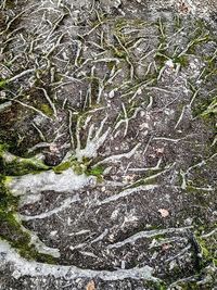 Full frame shot of moss growing on rock