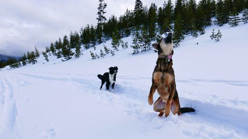 Dogs on snowy field against sky during winter