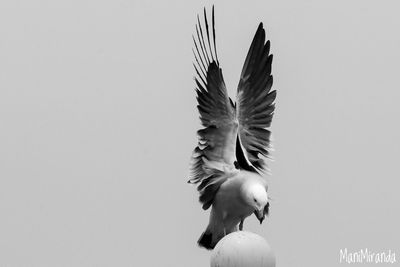 Low angle view of bird flying against clear sky