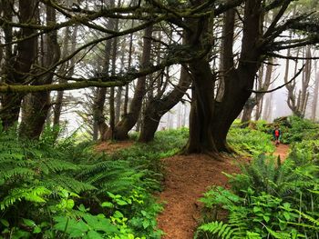 Trees in forest