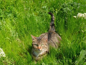 Portrait of cat resting on grass