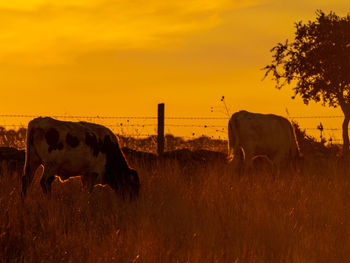 Cows grazing in field against orange sky