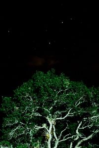 Low angle view of trees against sky at night