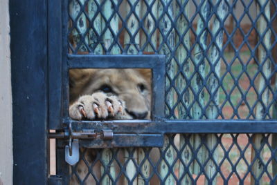 Close-up of cat in cage seen through chainlink fence