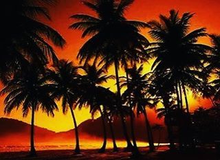 palm tree, sunset, orange color, silhouette, tree, beauty in nature, scenics, sky, tranquility, nature, tranquil scene, growth, idyllic, sea, tree trunk, outdoors, beach, no people, dramatic sky, water