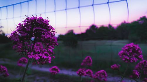 Close-up of pink flowering plants on field against sky