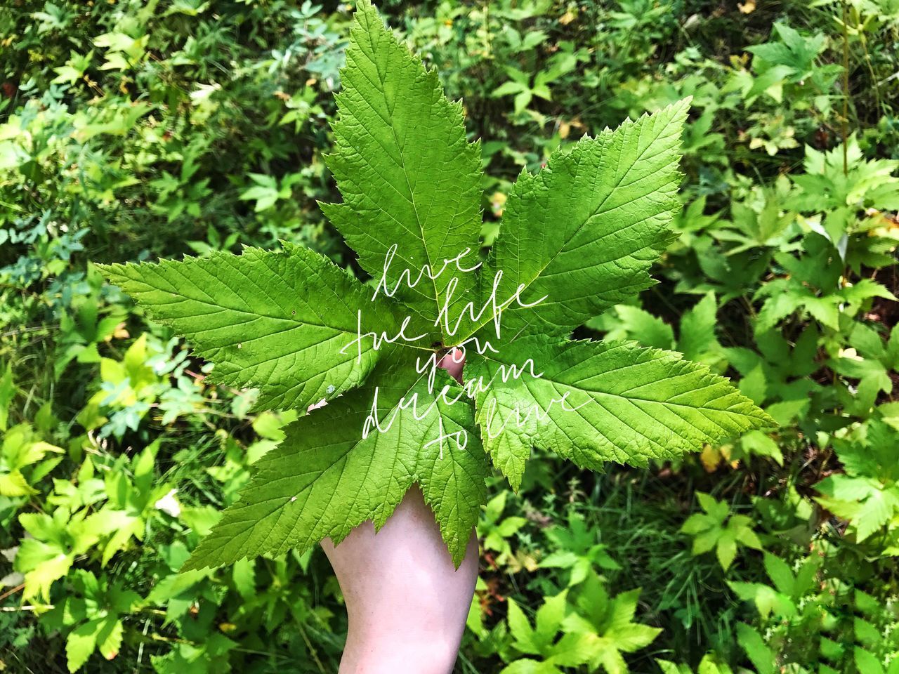 CLOSE-UP OF PLANT