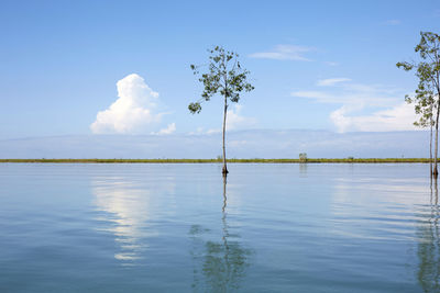 Beautiful landscape of trees in the river and cloudy sky