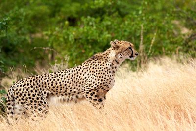 Cheetah standing in the grass