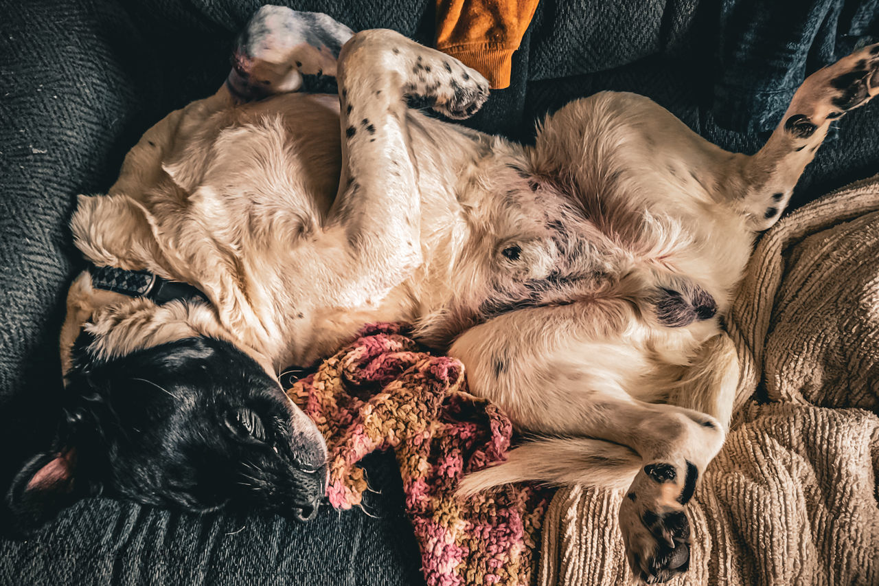 dog, domestic animals, mammal, pet, animal, animal themes, canine, relaxation, indoors, group of animals, furniture, high angle view, sleeping, resting, lying down, no people, sofa, puppy