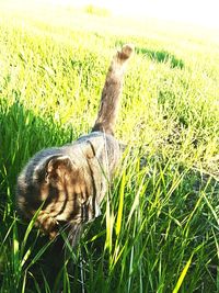 Lizard on field