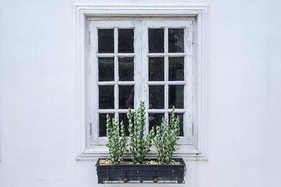 Close-up of potted plant by window