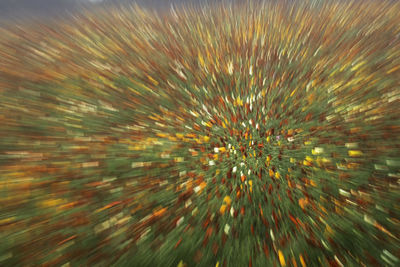 Full frame shot of abstract plant