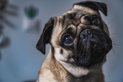 Close-up portrait of pug