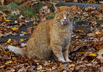 Portrait of a cat on field