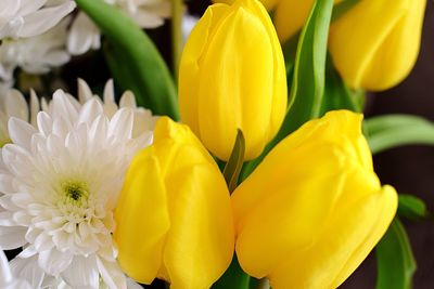 Close-up of yellow flower