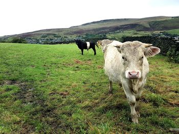 Portrait of cow standing on field against sky