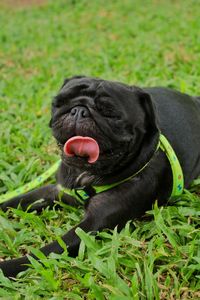 Black dog lying on field