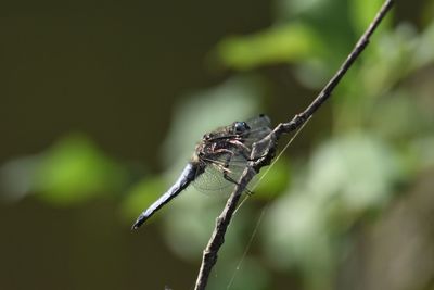 Close-up of insect on twig