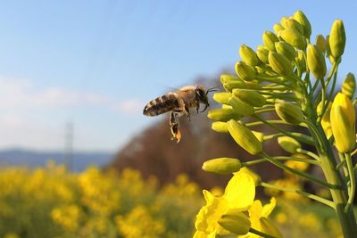 Bee pollinating flower