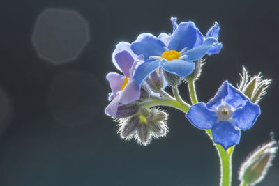 Close-up of white flowers blooming against black background