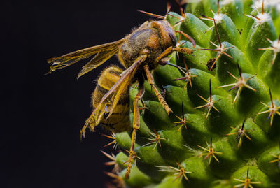 Close-up of succulent plant