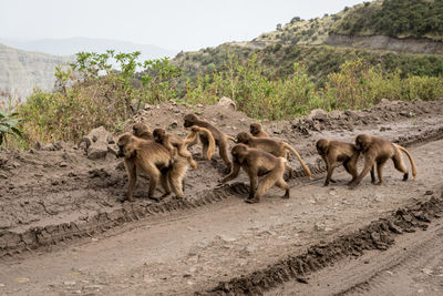 Herd of sheep on landscape