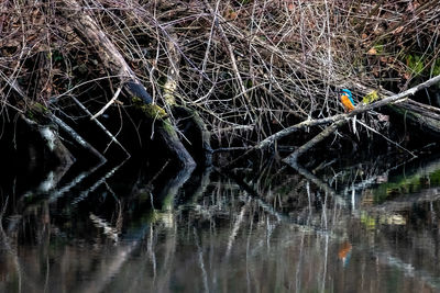 View of birds in lake