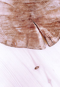 High angle view of lizard on table