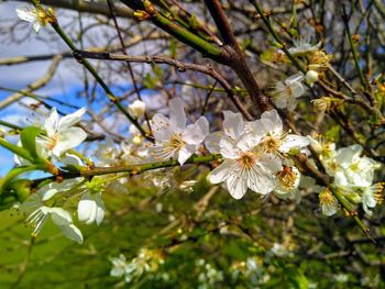 Close-up of white flowers blooming on branch