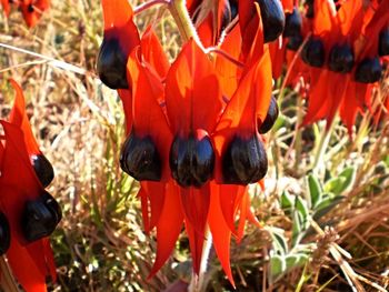 Close-up of orange flowers in field