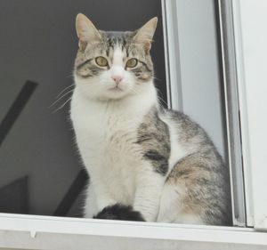 Close-up portrait of a cat