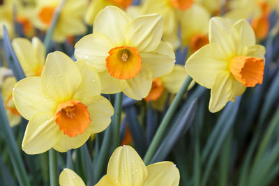 Close-up of daffodils outdoors