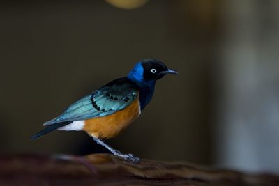 Close-up of bird perching