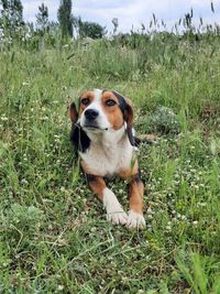 Dog looking away on field