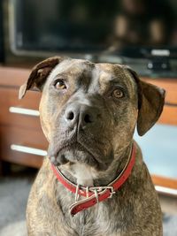 Close-up portrait of a beautiful dog