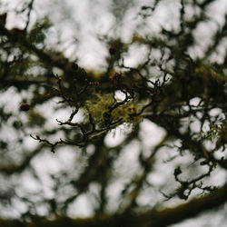 Low angle view of water drops on branch