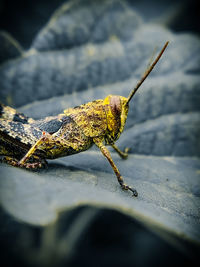 Close-up of insect on wood