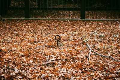 Dry leaves on field during autumn