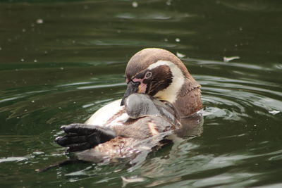 Swan swimming in lake