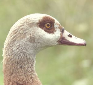 Close-up of swan