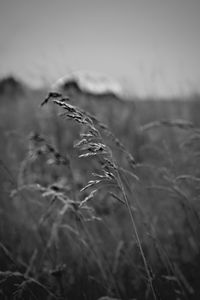 Close-up of dried plant on field