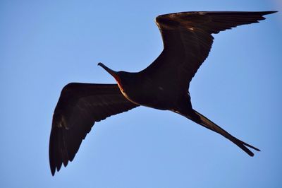 Low angle view of birds flying against blue sky