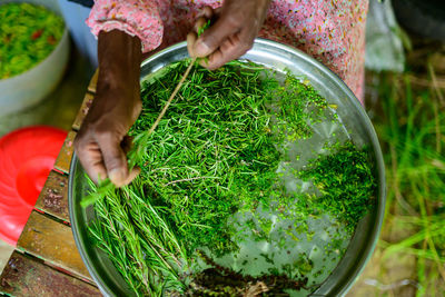 Cropped hand of man holding plant